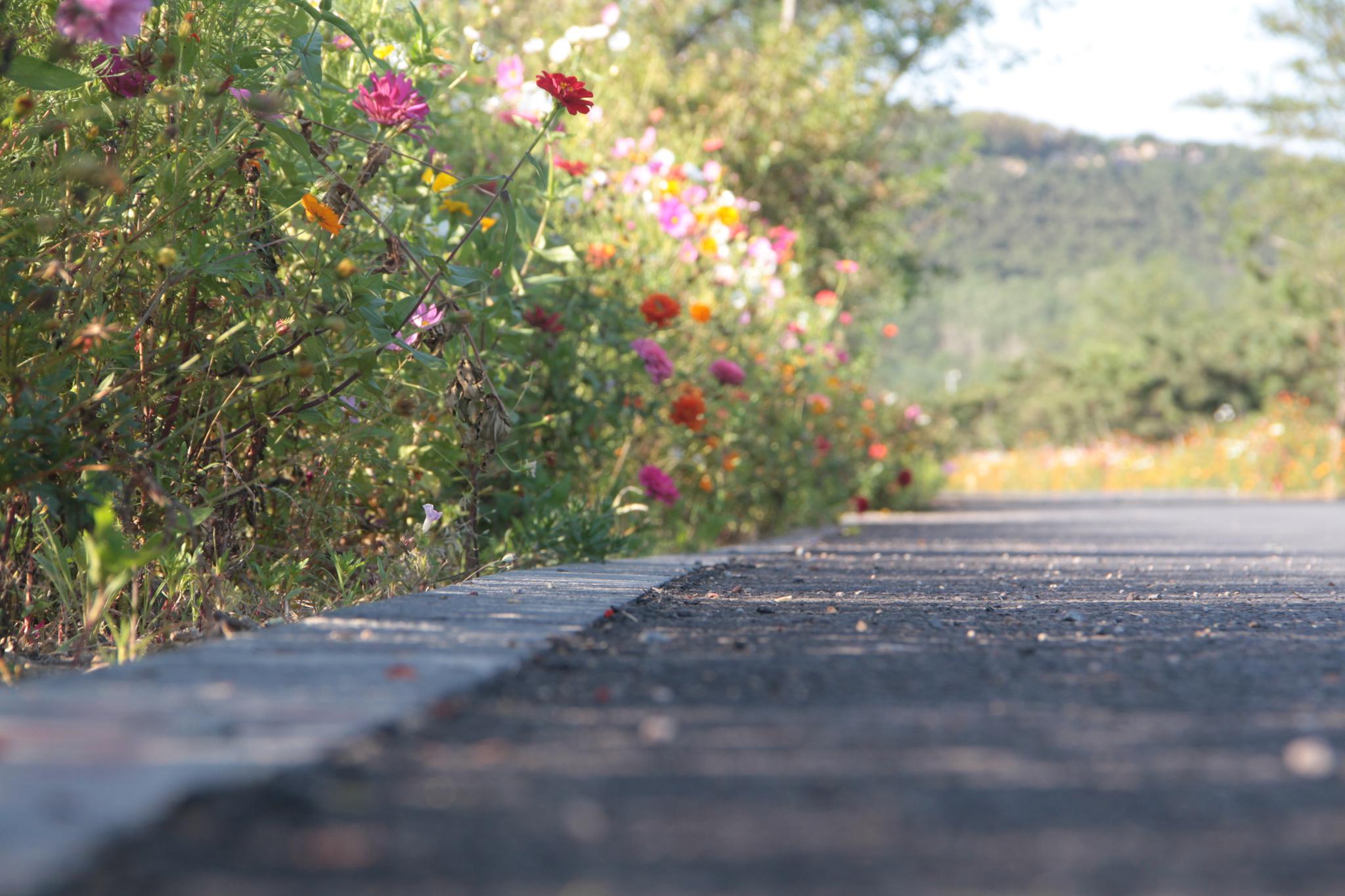 青岛海边现网红鲜花景观路,鲜花"路"放鲜艳整个秋天