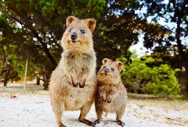 它是世界上最开心的动物, 看完我感觉能开心一整天