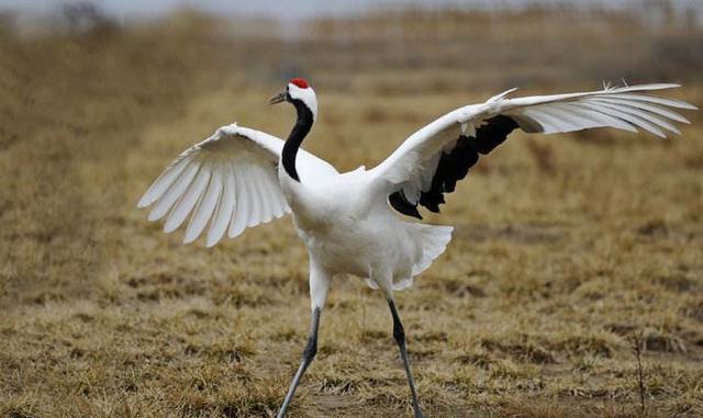 中国有名的毒药鹤顶红据说是用这种鸟做的,而事实那只是第二性征