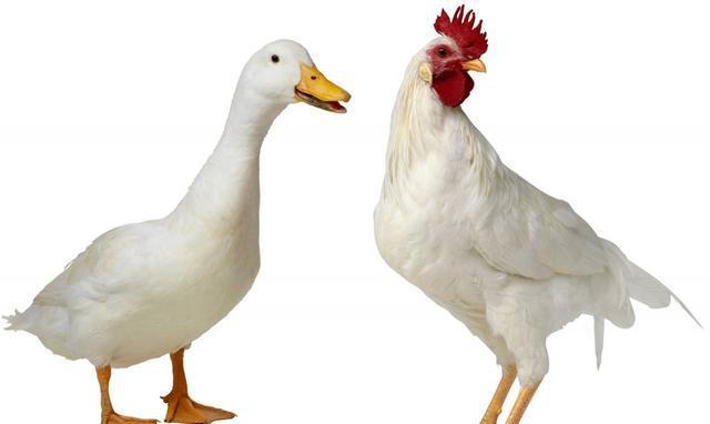 公鸡和公鸭打架谁会赢|公鸡|公鸭|鸭子_新浪新闻