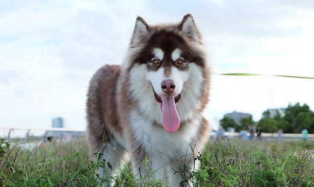 世界上最美的六大狼犬,最漂亮的不是哈士奇,而是微笑天使的它!
