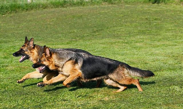 世界上最美的六大狼犬,最漂亮的不是哈士奇,而是微笑天使的它!