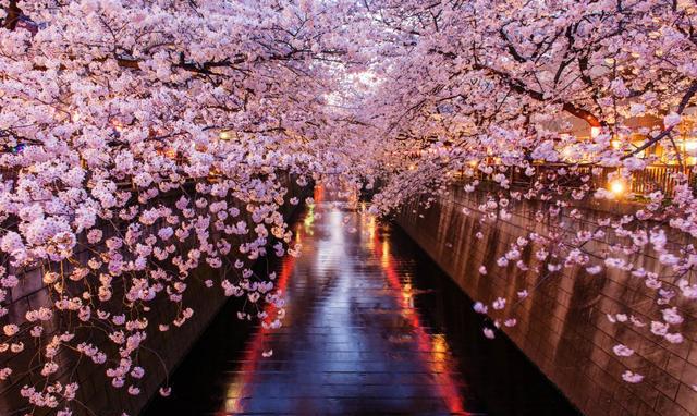 日本关东10大赏樱胜地|目黑川|庭园|樱花_新浪新闻