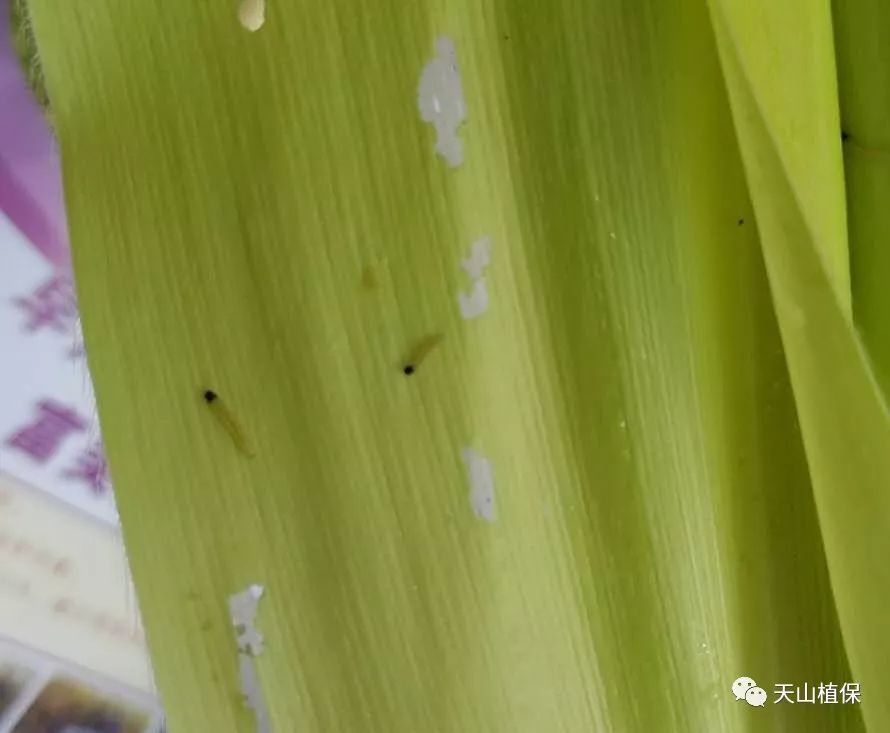 5,玉米螟:7月中旬进入幼虫危害期;据本站田间调查,百株幼虫平均1.