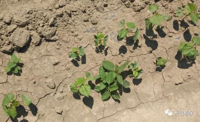 节节麦,看麦娘,牛筋草,千金子,硬草,双穗雀稗,碱草,狗牙根,鼬瓣花,大