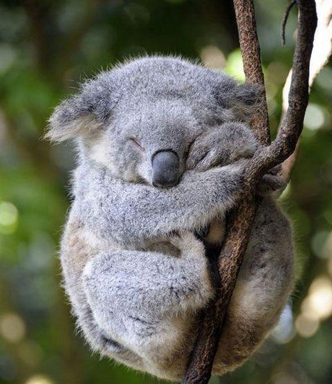 图看地球上10大动物超萌睡姿, 考拉大熊猫萌萌哒, 火烈鸟难度最高