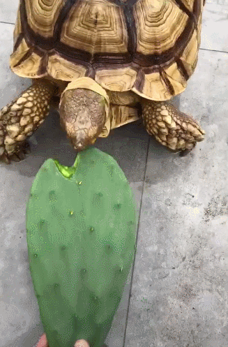 乌龟吃大块仙人掌,一口气不停歇,主人怀疑前生是猪!