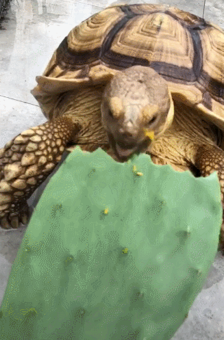 乌龟吃大块仙人掌,一口气不停歇,主人怀疑前生是猪!