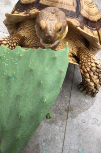 乌龟吃大块仙人掌,一口气不停歇,主人怀疑前生是猪!