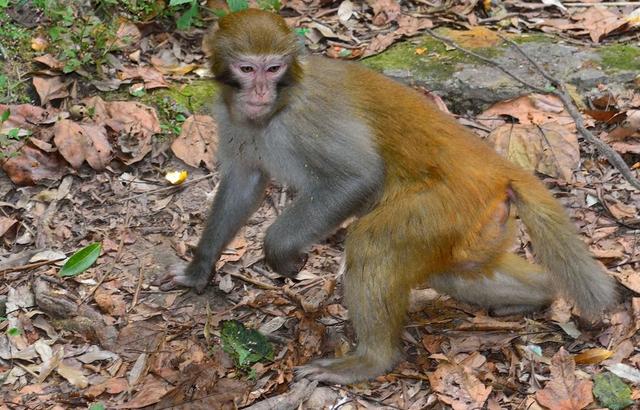 大猴人的一生一世:尤其是1968年的,超准的!