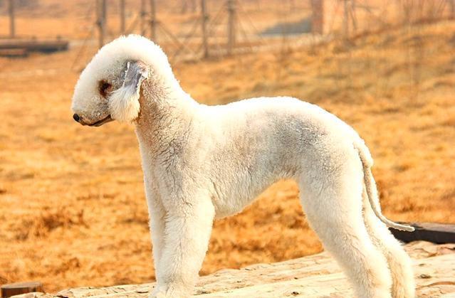 长得最不像狗的犬类,第一眼看还以为这是只羊呢!