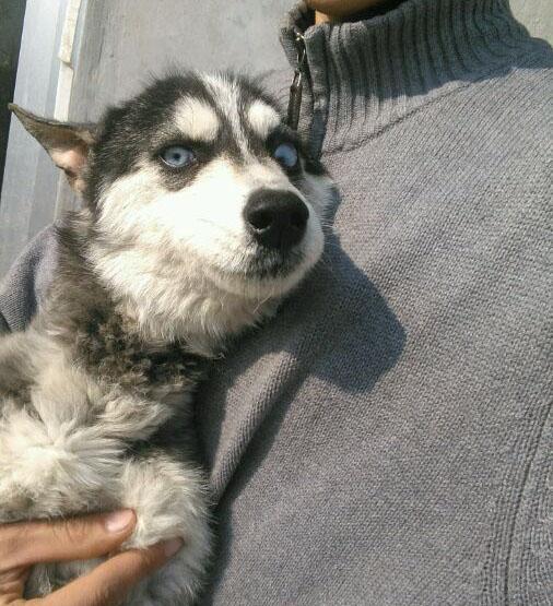 路边捡到一只流浪的哈士奇,洗干净之后的样子帅呆了