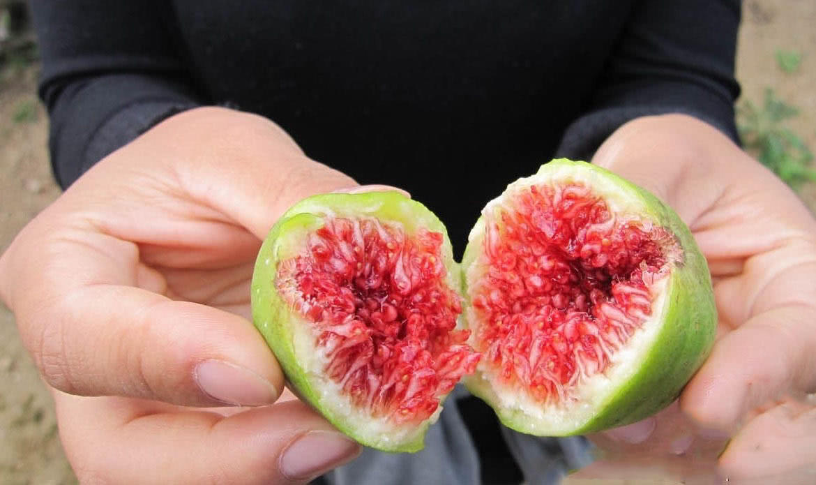 它的果实内部藏着一只"黄蜂",老农称它无花果,只卖10元一斤