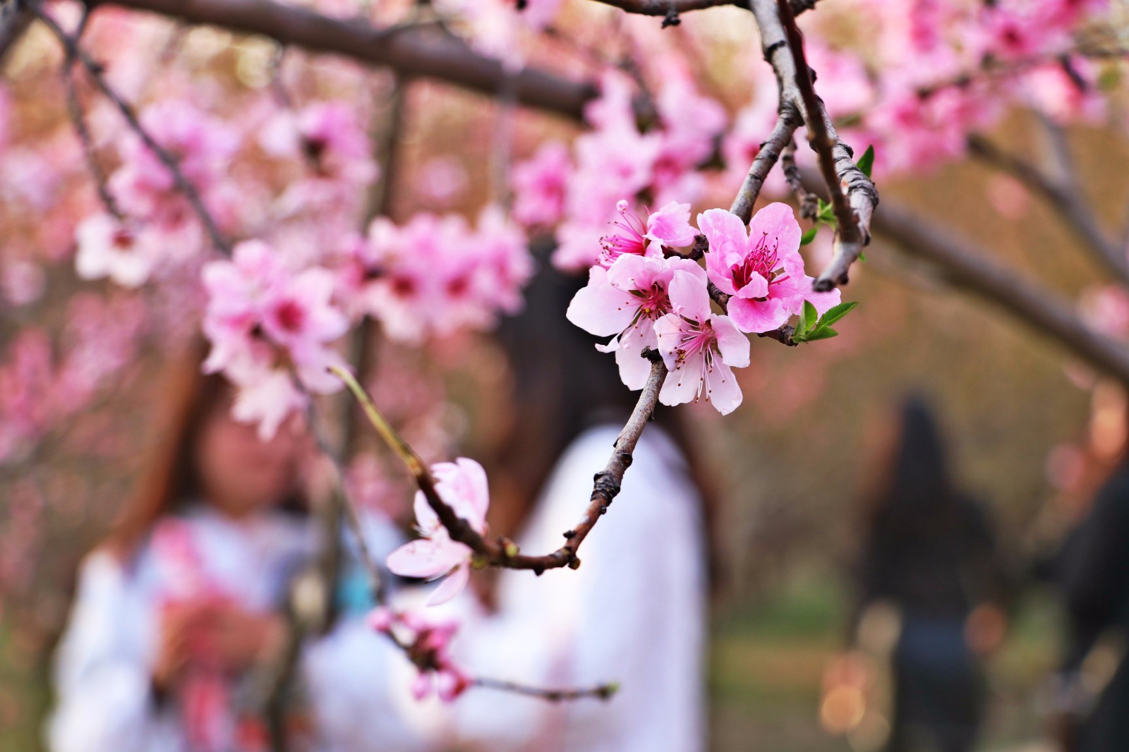 三月的春天,桃花盛开如约而至.
