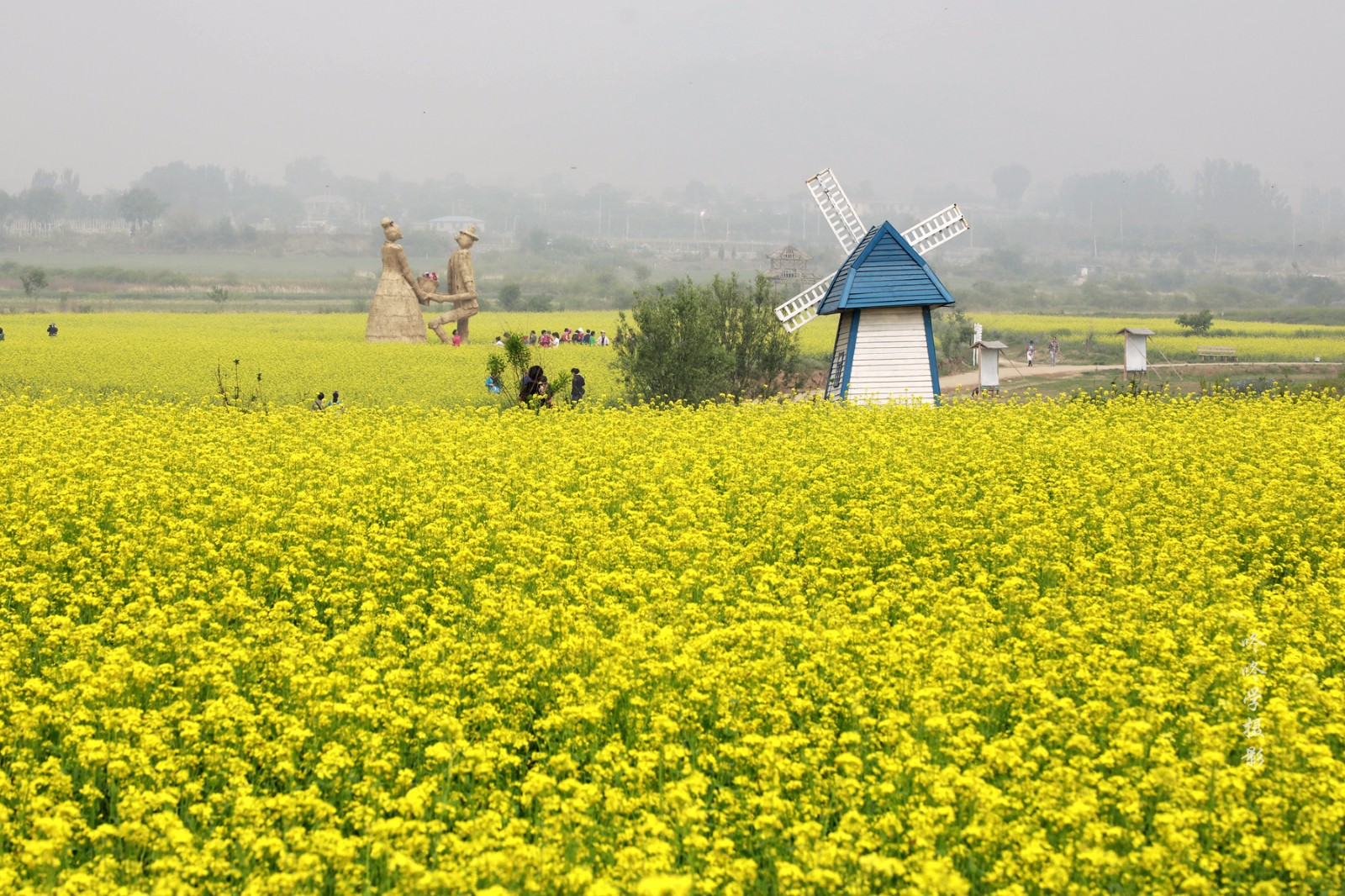 房山油菜花海正在盛开
