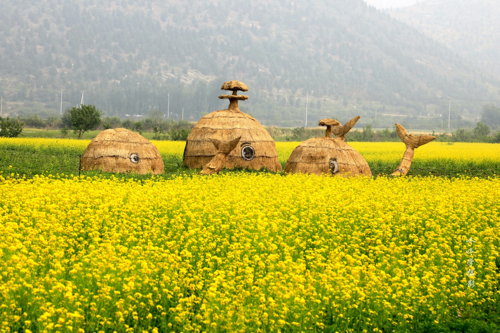 房山油菜花海正在盛开