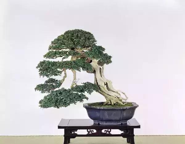 一组来自宝岛台湾的盆景作品欣赏古朴苍劲典雅自然