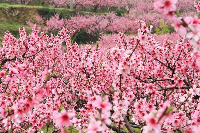 古镇,花海…陕西这片美爆的桃花谷,才是解锁春天正确的方式!