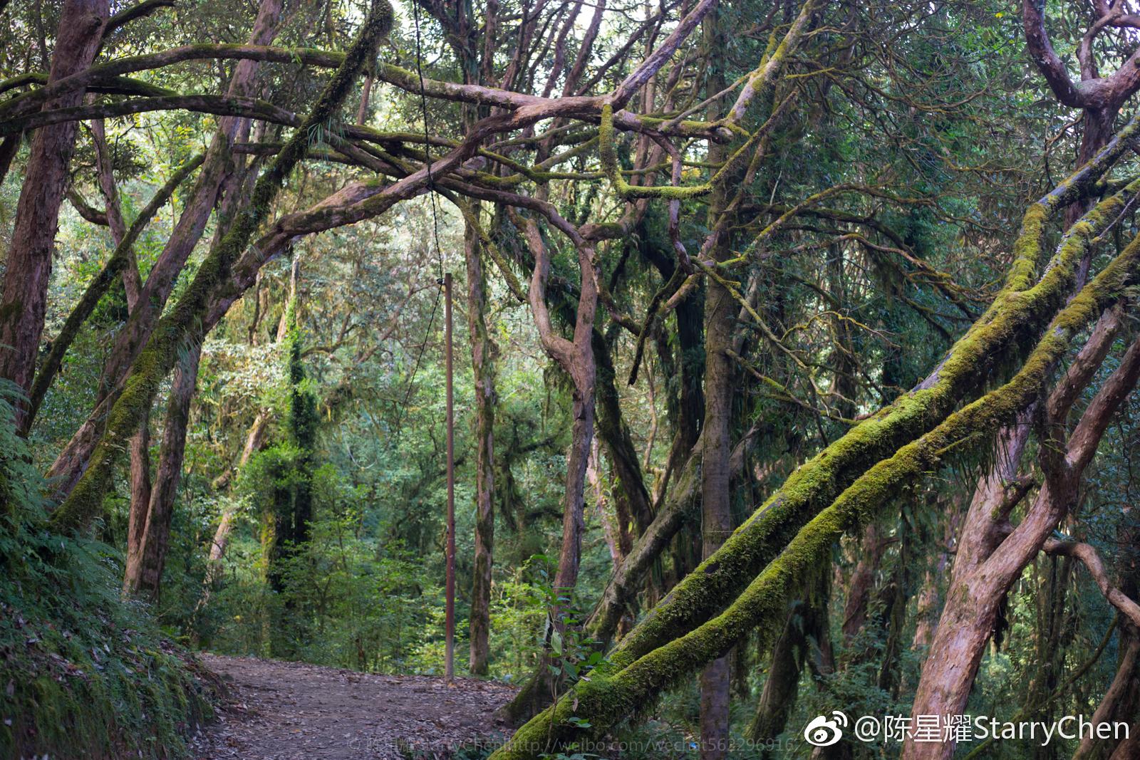 尼泊尔,安纳普尔娜abc,树洞,ghandruk—tadapani_新浪看点