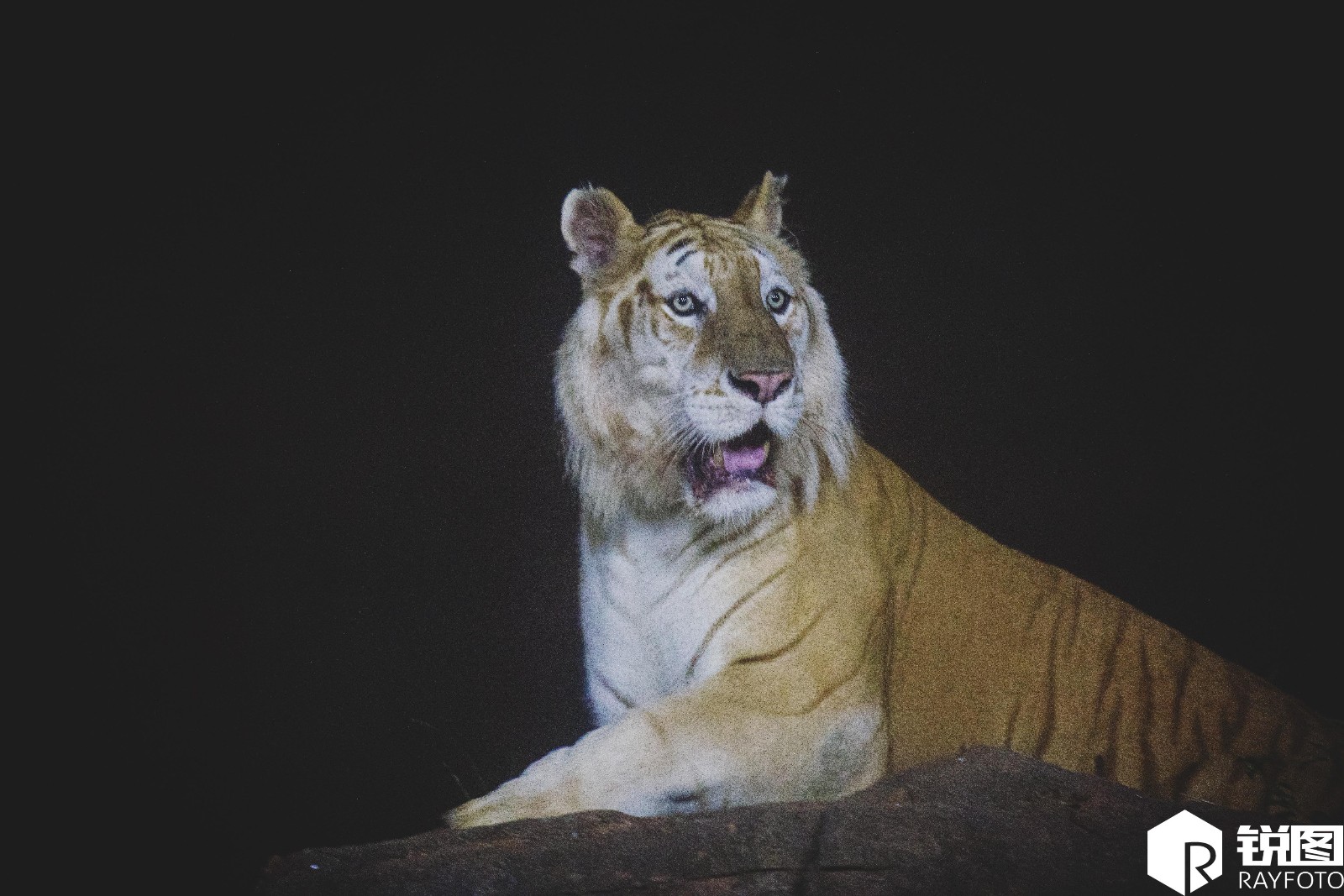 你没见过的夜间动物园长这样 夜深人静时猛兽正盯着你看