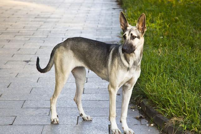世界上最美的六大狼犬,最漂亮的不是哈士奇,而是微笑天使的它!