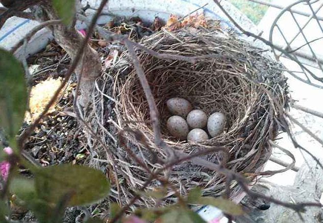 小孩爬树掏鸟蛋,却掏出1块"土疙瘩",专家:把你父母叫来