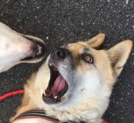 主人说家里柴犬打架很凶,众人不解,直到看到狗狗的样子瞬间懂了