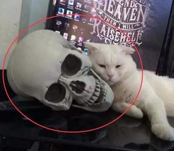 论睡觉场合的重要性,这只猫咪竟拿骷髅头当枕头,最后亮了!
