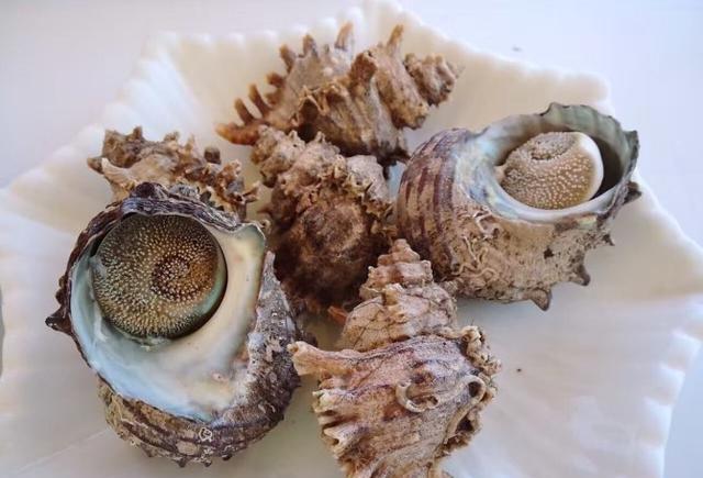 八角螺.色香味俱全的黑雕大鱼.新嫩的海虾.