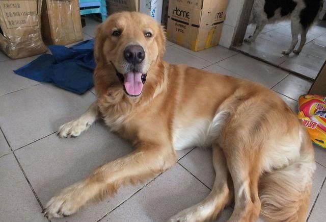 金毛|邻居家|狗狗_新浪新闻