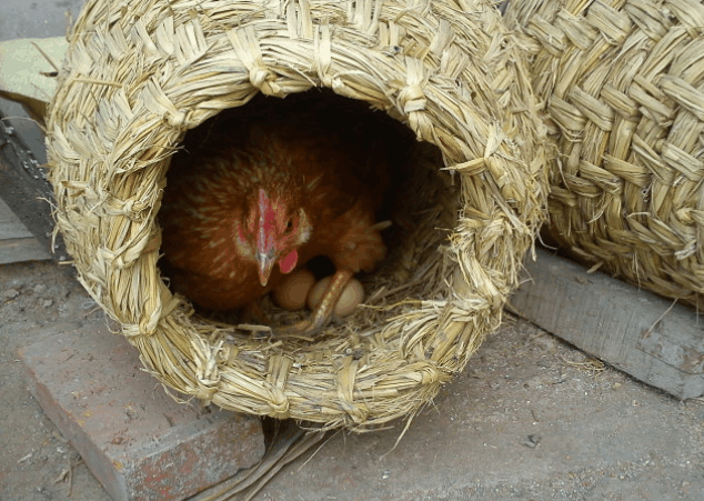 安徽农村小镇母鸡下"金蛋"外表硬如石头, 专家是这样解释的!