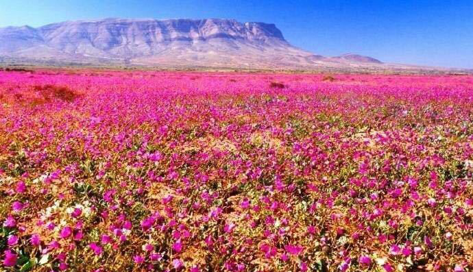 干旱七年的阿塔卡马沙漠在下场大雨后长出漫山的野花_新浪看点