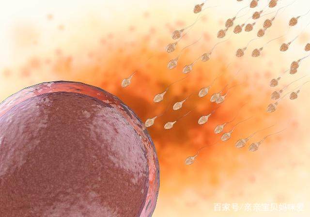 "排卵日"没怀上,"卵子宝宝"去了哪?别害羞,看完就明白了