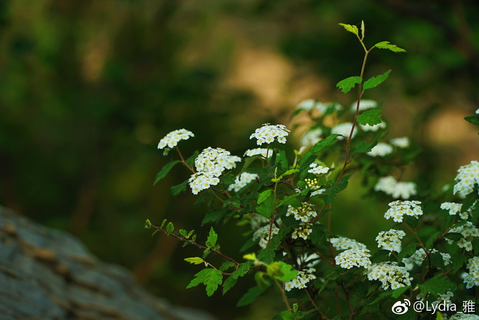 坡峰岭黄栌花开,粉粉绿绿,浪漫满天,少女心爆棚|黄