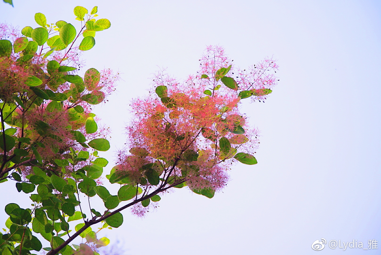 坡峰岭黄栌花开,粉粉绿绿,浪漫满天,少女心爆棚|黄