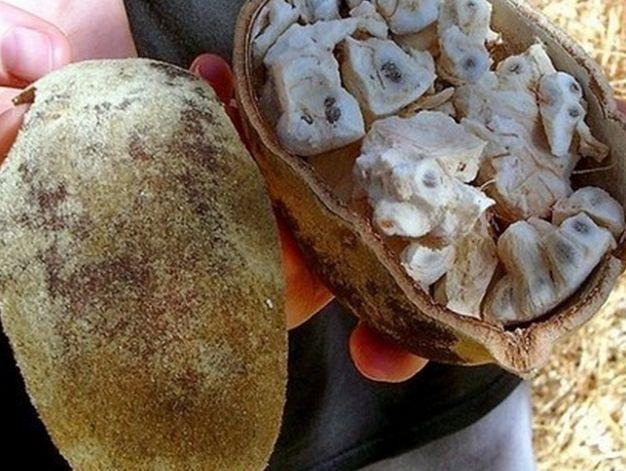 这几种水果在我们北方老家, 花多少钱都买不到的, 你都吃过吗?