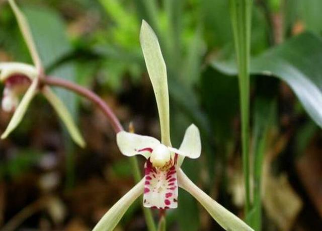 地球上5大植物活化石, 其中有两个在中国, 都是与恐龙同时代