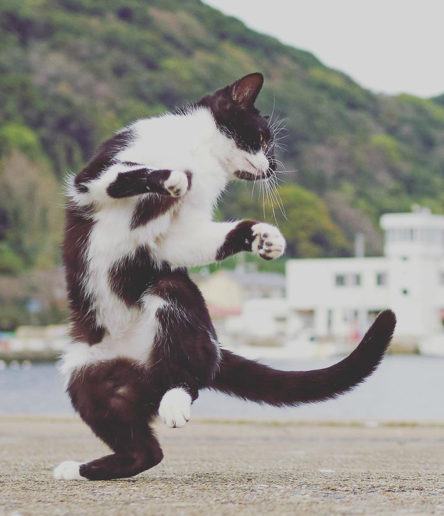 这是一只功夫猫