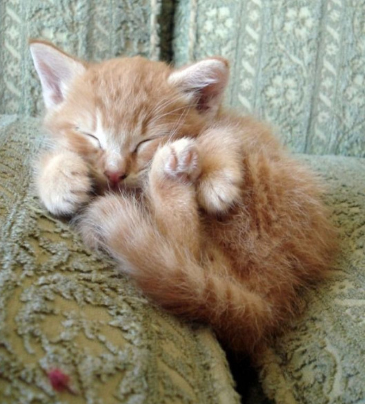 睡觉中的小猫咪,每一只都萌爆了,最后那只姿势有点大了!|小猫咪|姿势_