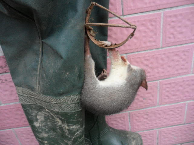 说起山鼠,对于在农村长大的人来说并不陌生,而且还