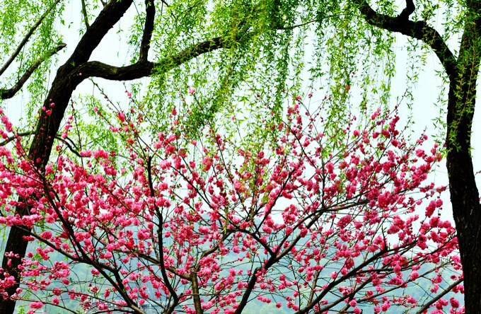 桃红柳绿秀春天 凡人入景亦成仙