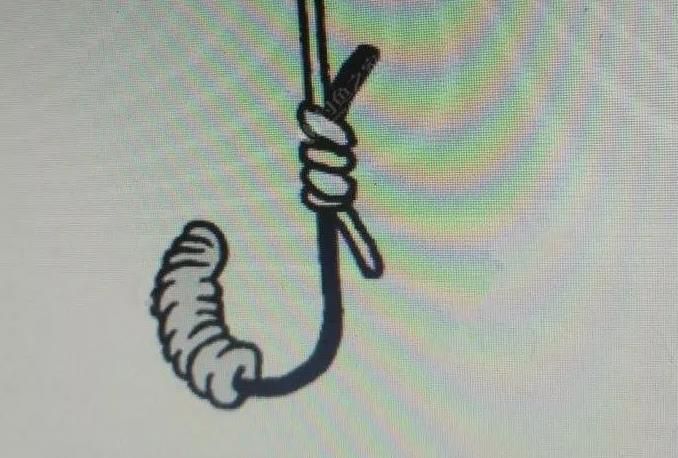 图解蚯蚓的正确挂钩方法十有八九你一直是挂错的