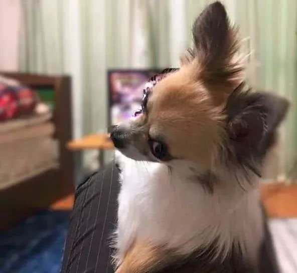 喜欢在铲屎官的身上滚来滚去~表情包什么的信手拈来,相当熟练~喜欢在