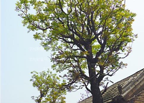 春日食椿芽,春天的味道——最应景的养生春菜