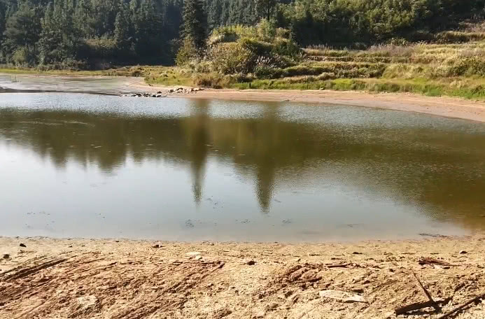 农村媳妇在水库里放地笼,限时半个钟头,你说有多少收获?