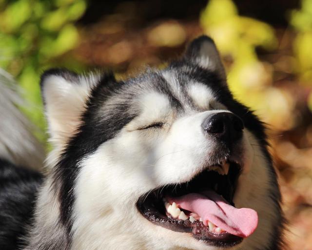 汪星人那些事,为什么狗狗在便便的时候会深情的盯着主人