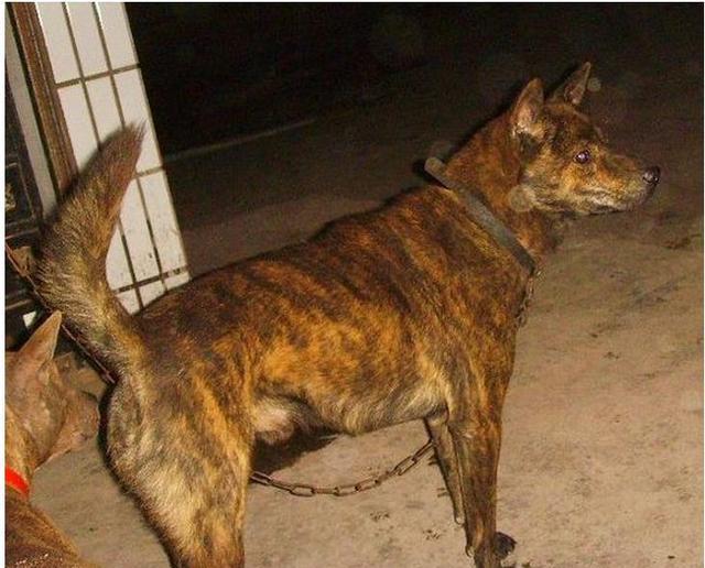 中国本土狗王"斑锦彪", 曾为乾隆御园猎犬, 很多人都没见过!