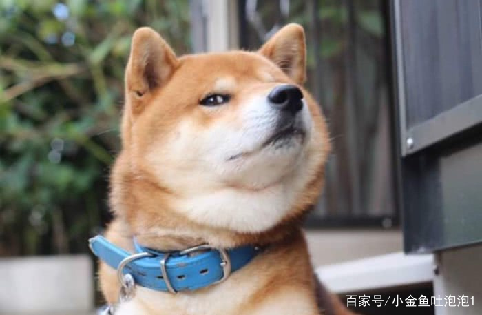 等红灯时,柴犬把头伸出窗外,另一辆车窗摇下来,探出来一只金毛