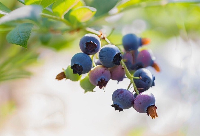 秀色蓝莓枝头挂,口水默默心中流|秀色|蓝莓果|碧叶_新浪新闻