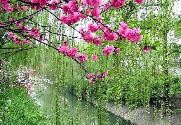 桃红柳绿秀春天 凡人入景亦成仙